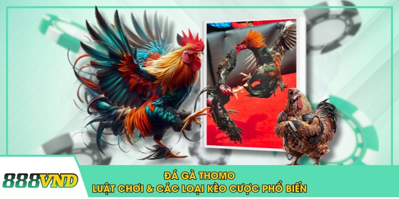 Đá Gà Thomo - Luật Chơi & Các Loại Kèo Cược Phổ Biến